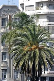 Image du Maroc Professionnelle de  Un vieux palmier de l'ancienne Squar Gentil devenue la Place Maréchal, au un superbe Bâtiment ardt Déco datant des année 1930 qui donne de nos jour sur la Grande Place des Nations Unies, Lundi 6 Octobre 2008 à Casablanca. (Photo / Abdeljalil Bounhar)

